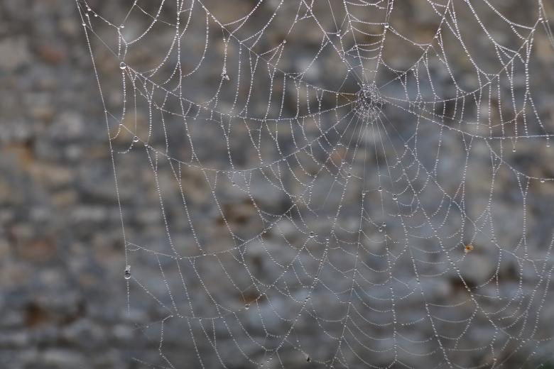 Free stock image of November spider... Longer winter! created by GAIMARD Jacques