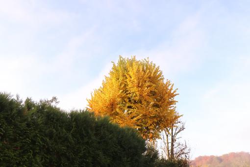 Free Stock Photo of Yellow Autumn Tree