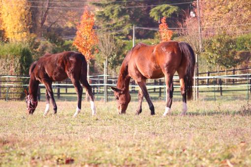 Free Stock Photo of Horses in a Field