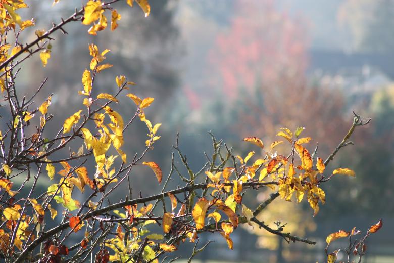 Free stock image of Leaves on Branches in Autumn created by GAIMARD Jacques
