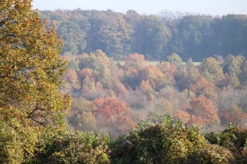 Free Stock Photo of Misty Autumn Woods
