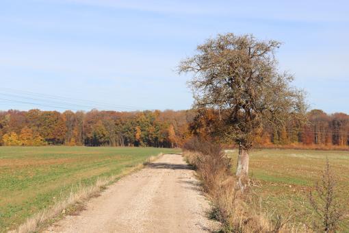 Free Stock Photo of Gravel Road and Autumn Trees