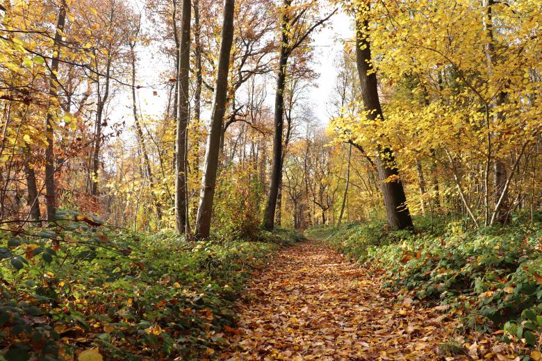 Free stock image of Gold Pathway created by GAIMARD Jacques
