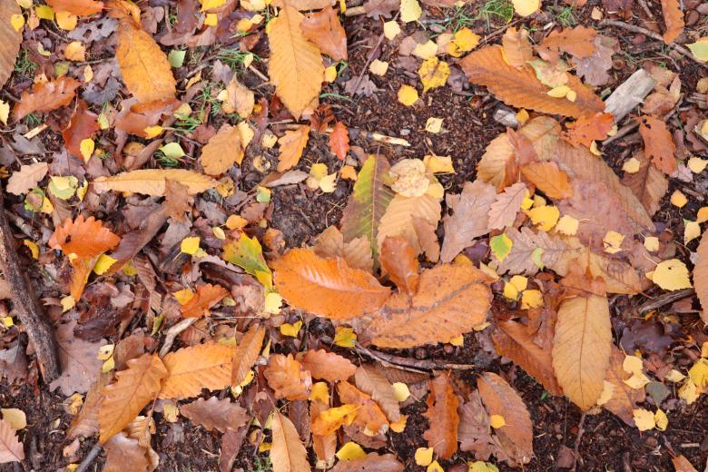 Free stock image of Autumn Leaves on the Ground created by GAIMARD Jacques