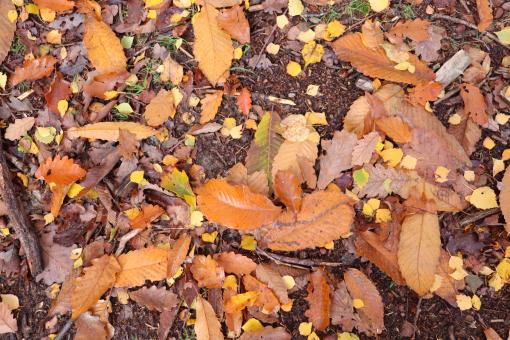 Autumn Leaves on the Ground - Free Stock Photo