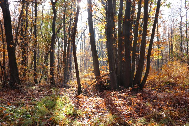 Free stock image of Autumn Sunlight Through Trees created by GAIMARD Jacques
