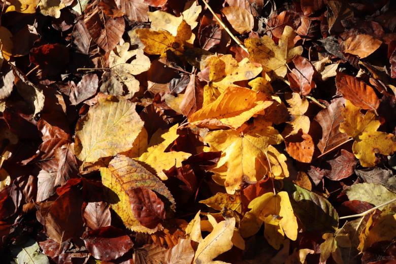 Free stock image of Dried fall leaves created by GAIMARD Jacques