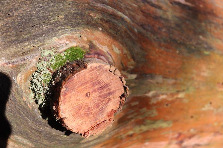 Free stock image of Cut Tree Close Up created by GAIMARD Jacques