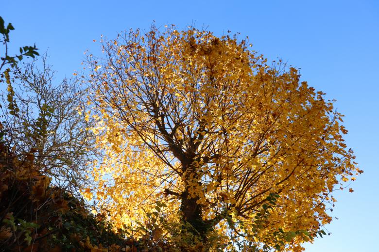 Free stock image of Yellow Autumn Tree created by GAIMARD Jacques