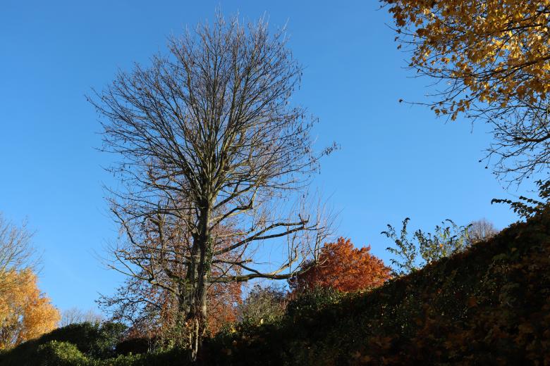 Free stock image of Leafless Tree in Autumn created by GAIMARD Jacques