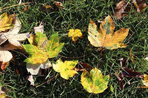 Autumn Leaves in Grass - Free Stock Photo