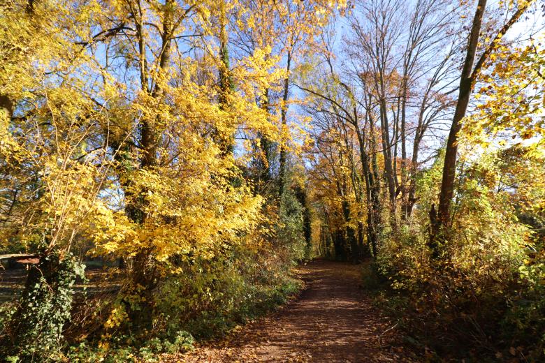 Free stock image of Path in the Autumn Woods created by GAIMARD Jacques