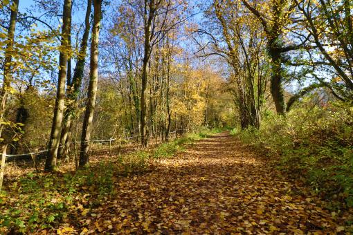 Path in the Woods in Autumn - Free Stock Photo