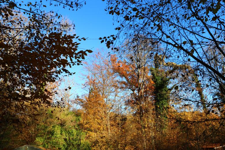 Free stock image of Autumn Trees Against a Blue Sky created by GAIMARD Jacques
