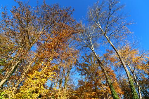 Autumn Trees Stretching to the Sky - Free Stock Photo