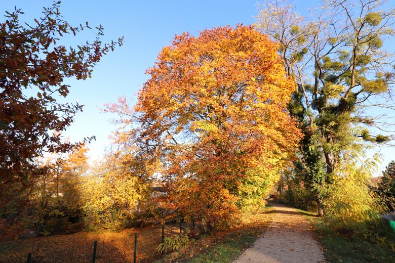 Free stock image of Autumn Colored Trees created by GAIMARD Jacques