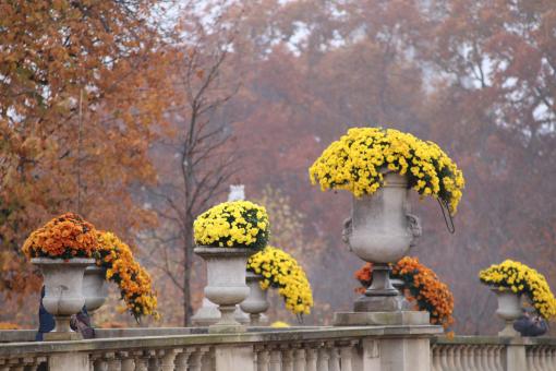 Free Stock Photo of Outdoors Potted Flowers