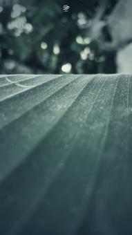 Free Stock Photo of Banana leaf paper