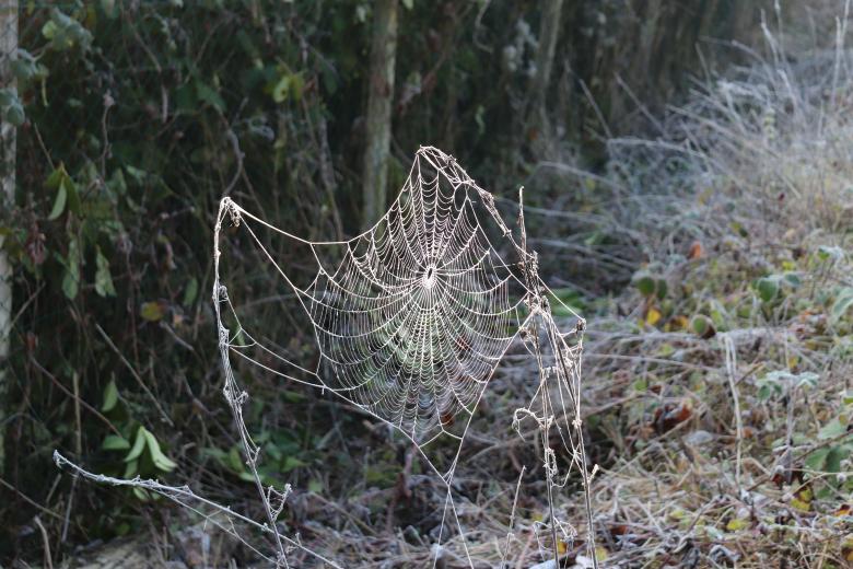Free stock image of Freezing Spiderweb created by GAIMARD Jacques