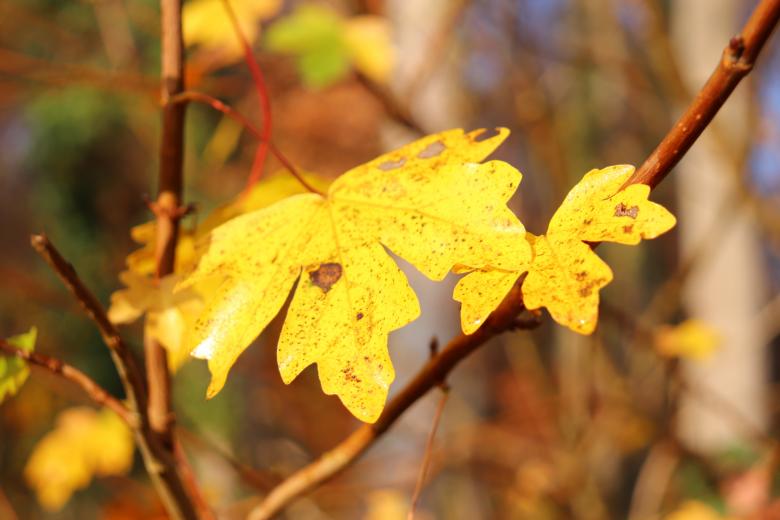 Free stock image of Shining yellow! created by GAIMARD Jacques