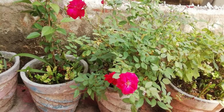 Free stock image of Pink Potted Flowers created by Girish N