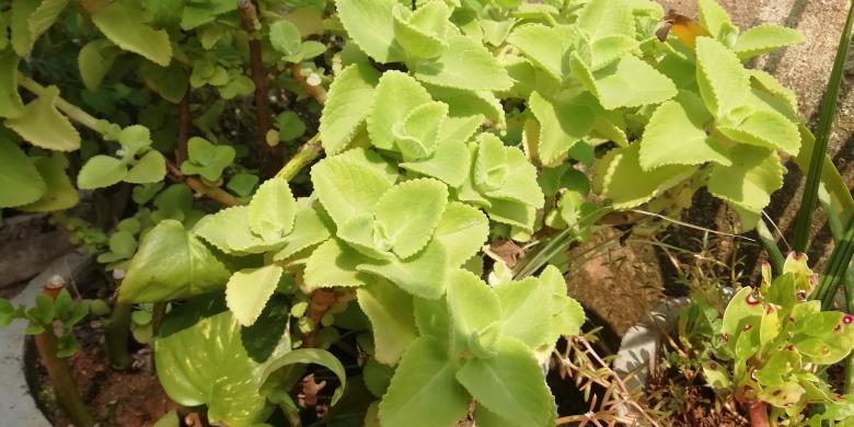 Free stock image of Green plants leaves created by Girish N