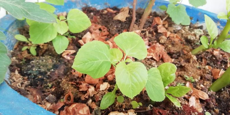 Free stock image of Small plants and leaves created by Girish N