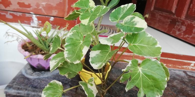 Free stock image of Pot plant and leaves created by Girish N