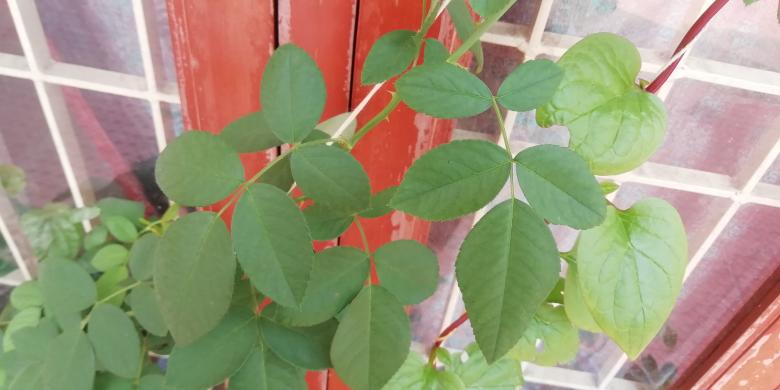 Free stock image of Green plant leaves created by Girish N