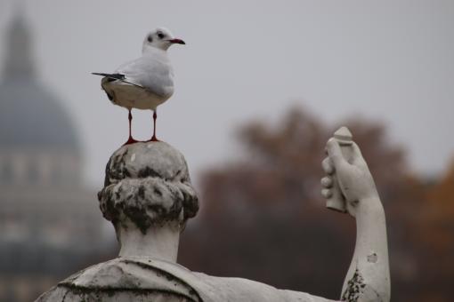 Free Stock Photo of I'm fed up of seagulls shitting on my head!!