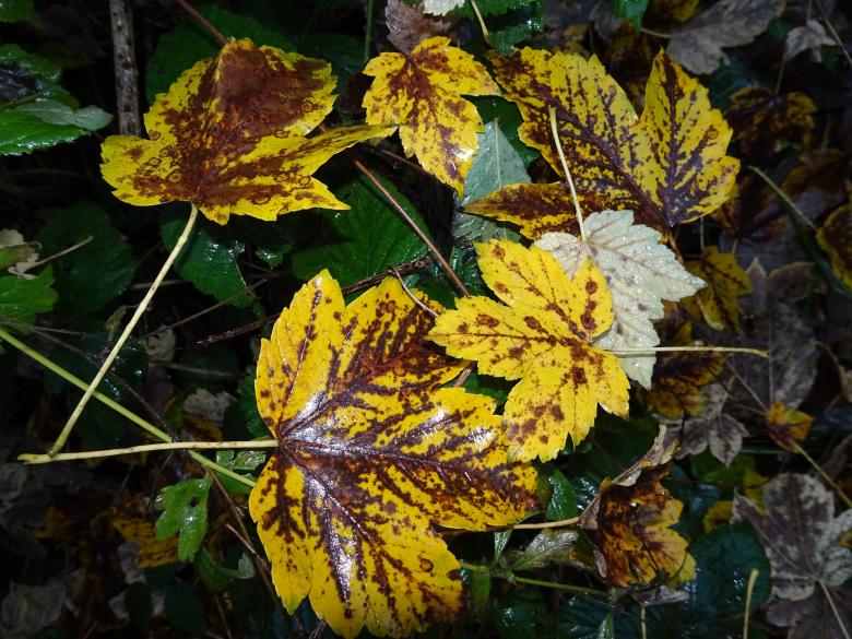 Free stock image of Superb leaves created by GAIMARD Jacques