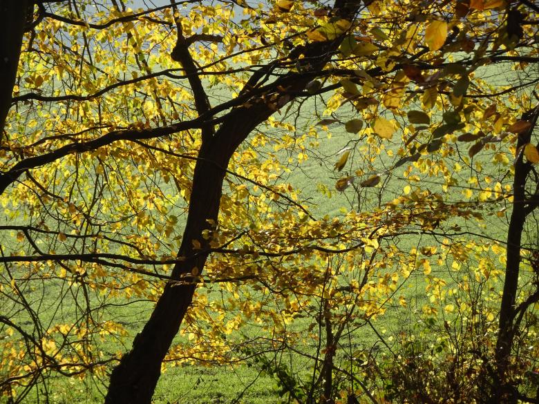 Free stock image of Magic autumn light through the trees created by GAIMARD Jacques