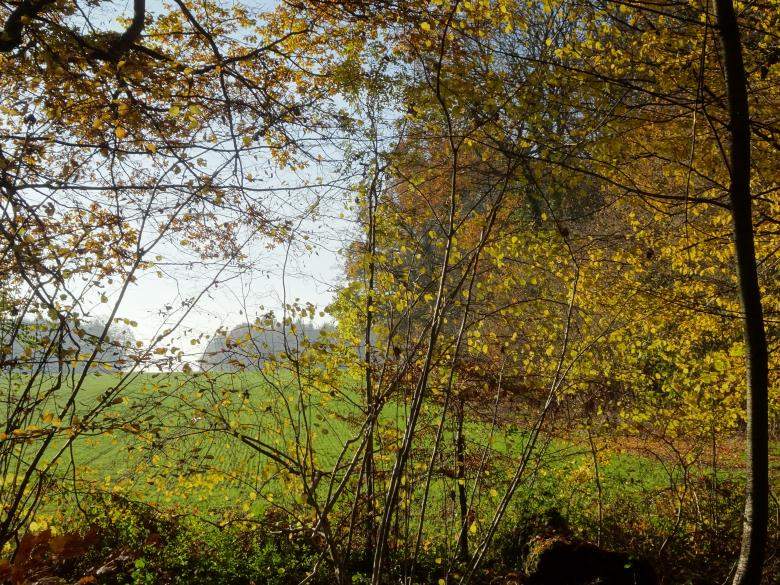Free stock image of Colorful leaf curtain in November created by GAIMARD Jacques