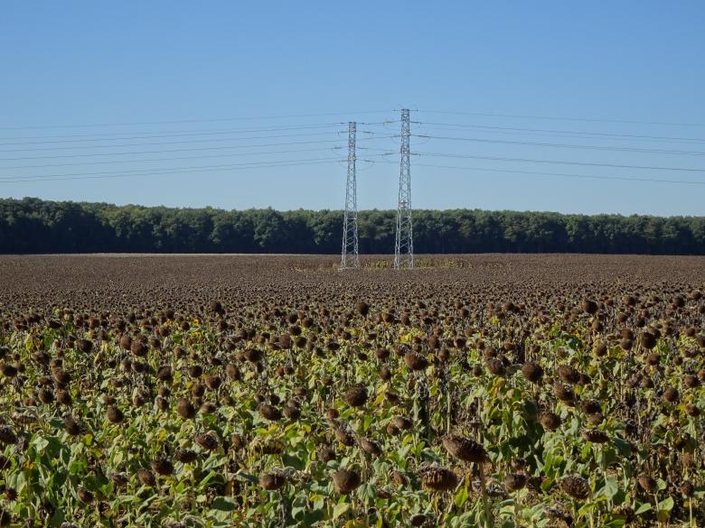 Free stock image of Wilted sunflowers created by GAIMARD Jacques