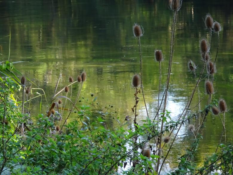 Free stock image of Dry thistles over the river created by GAIMARD Jacques