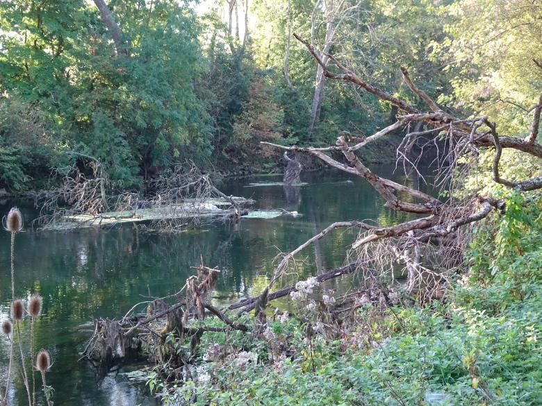 Free stock image of Mysterious swamp... created by GAIMARD Jacques
