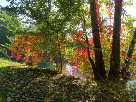 River behind the curtain - Free Stock Photo