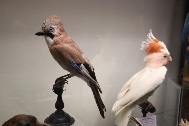 Free stock image of Stuffed jay and cockatoo cohabitation created by GAIMARD Jacques