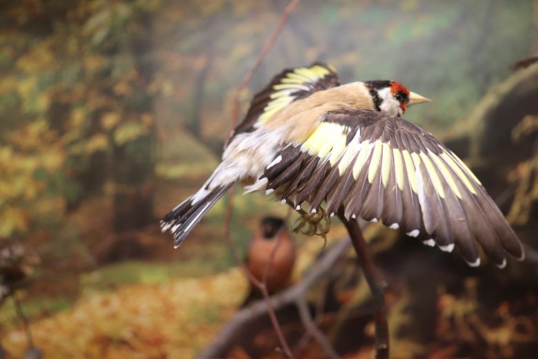 Free stock image of I'm not a Chinese range birdbrain! I'm a goldfinch created by GAIMARD Jacques