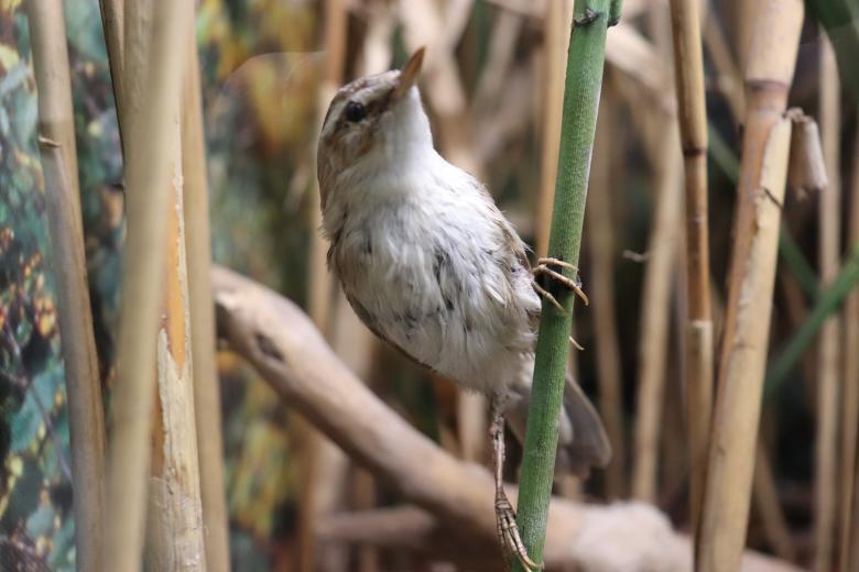 Free stock image of No! I'm not a pole dancer... I'm a sedge warbler created by GAIMARD Jacques