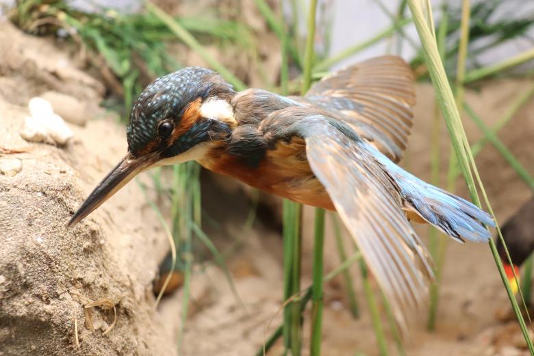 Free stock image of Kingfisher desperately looking for its queen created by GAIMARD Jacques