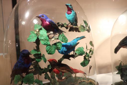 Free Stock Photo of Colorful sample of that incredible stuffed bird's collection