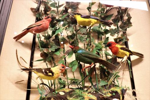 Some of the museum's stuffed birds - Free Stock Photo