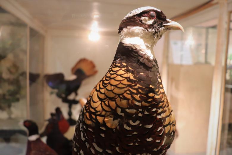 Free stock image of Gorgeous Stuffed Pheasant created by GAIMARD Jacques