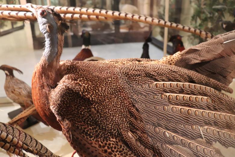 Free stock image of Pheasant with an artistic plumage created by GAIMARD Jacques