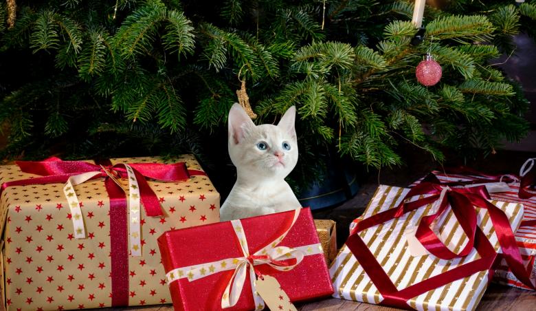 Free stock image of Christmas Kitten created by mohamed hassan