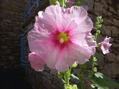 Light and dark pink Althea - Free Stock Photo