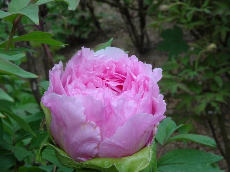 Free stock image of Blooming Pink Peony created by GAIMARD Jacques
