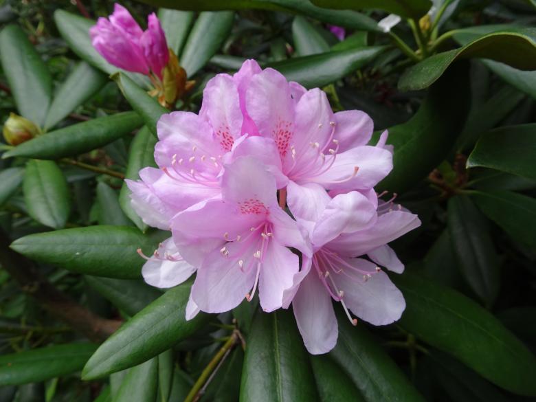 Free stock image of pink rhododendron flower created by GAIMARD Jacques