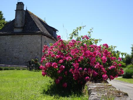 big rose shrub in the countryside - Free Stock Photo